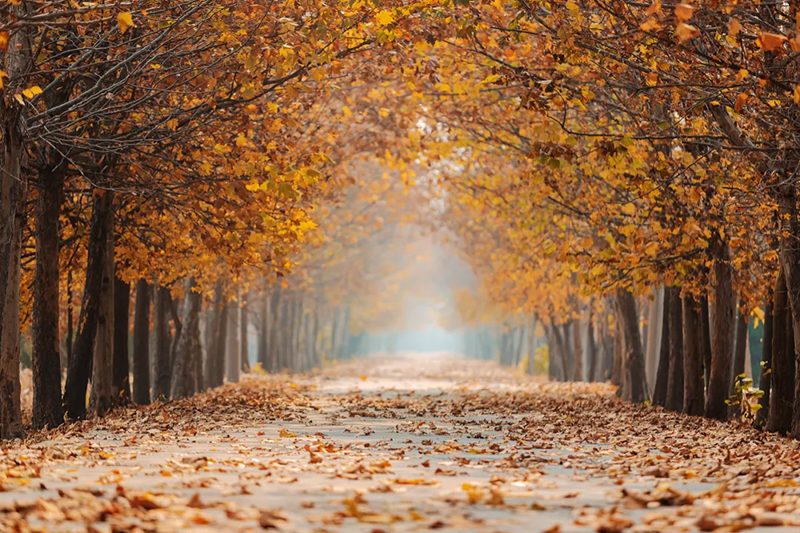 今日寒露，附藏在校園里的秋日果實